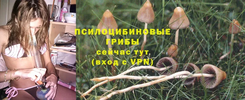 Галлюциногенные грибы Psilocybine cubensis  Новодвинск 